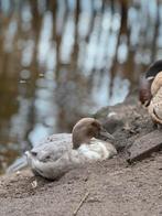 Opzoek!, Dieren en Toebehoren, Pluimvee | Toebehoren, Ophalen of Verzenden, Gebruikt, Kippenhok of Kippenren