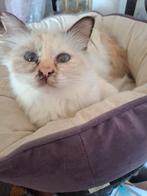 Heilige birmaan herplaatser, Dieren en Toebehoren, Katten en Kittens | Raskatten | Langhaar, Poes