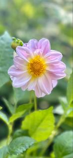 Dahlia 27, Tuin en Terras, Ophalen, Zomer, Overige soorten, Volle zon