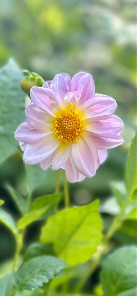 Dahlia 27, Tuin en Terras, Planten | Tuinplanten, Overige soorten, Volle zon, Zomer, Ophalen
