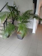 Prachtige Kentia Howea  palm plant Hydrocultuur., Huis en Inrichting, Kamerplanten, 100 tot 150 cm, In pot, Groene kamerplant