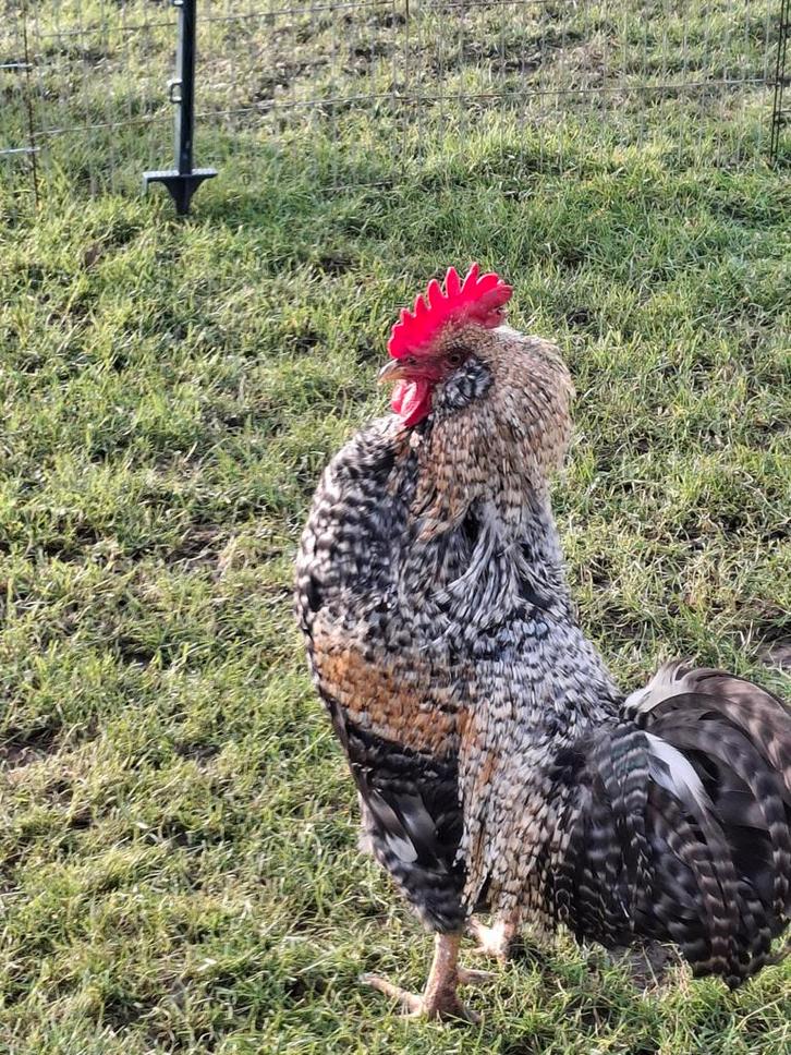 Haan cream legbar kruising, Dieren en Toebehoren, Pluimvee, Kip, Mannelijk