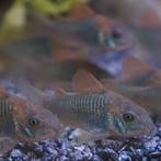 Corydoras aeneus, Dieren en Toebehoren, Vissen | Aquariumvissen