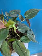 Philodendron Micans, Ophalen of Verzenden, Overige soorten, Minder dan 100 cm