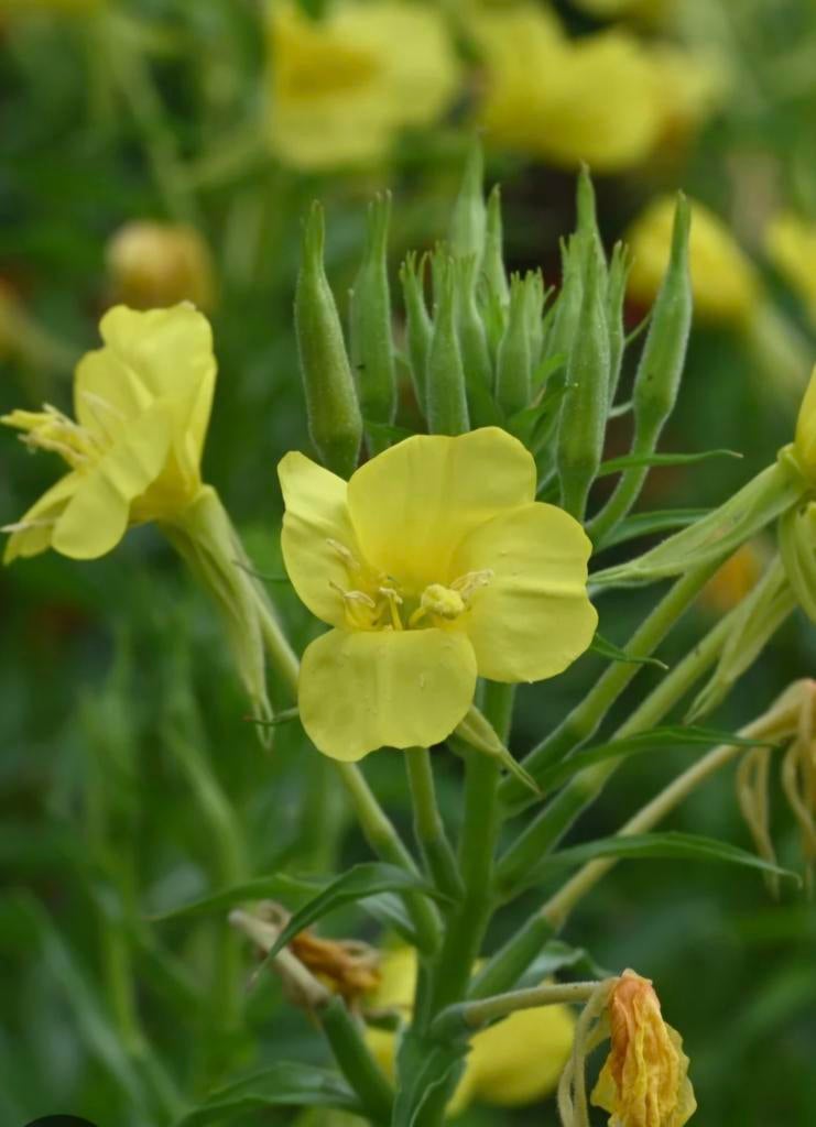 Teunisbloem zaden - Biologisch, zelf gewonnen, Tuin en Terras, Bloembollen en Zaden, Ophalen of Verzenden, Volle zon