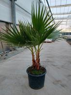 Washingtonia Robusta, Mexicaanse waaierpalm 3x in 27cm pot, Ophalen, Overige soorten