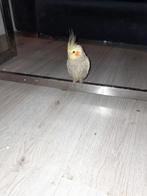 Vogels te koop, 3 maanden oud, Dieren en Toebehoren, Meerdere dieren, Zangkanarie