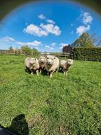 Te koop stamboek Ryeland ram, Schaap, Mannelijk