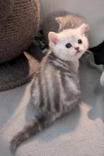 Prachtige Brits korthaar kittens blotched katertjes, Meerdere dieren, Ingeënt