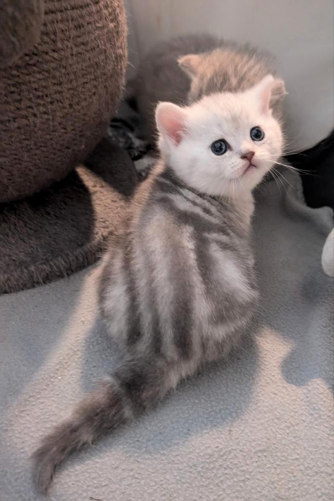Prachtige Brits korthaar kittens blotched katertjes, Dieren en Toebehoren, Katten en Kittens | Raskatten | Korthaar, Meerdere dieren