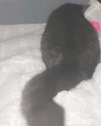 Kittens, Dieren en Toebehoren, Ophalen