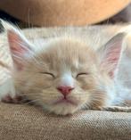 Prachtige maine coon kittens met stamboom, Dieren en Toebehoren, Katten en Kittens | Raskatten | Langhaar, Meerdere dieren, Met stamboom