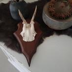 Jong reebok gewei op schild landelijk kadootje, Verzamelen, Ophalen of Verzenden, Zo goed als nieuw, Hert, Gewei of Kop