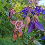Bio zaden Akelei mix - Aquilegia, Ophalen of Verzenden, Voorjaar, Volle zon, Zaad