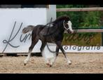 Welsh merrie veulen sectie A, Dieren en Toebehoren, Pony's, Merrie, Met stamboom, Dressuurpony, 0 tot 2 jaar
