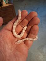 Ruilen: snow rattenslang nk '25, Dieren en Toebehoren, Slang, Tam, 0 tot 2 jaar
