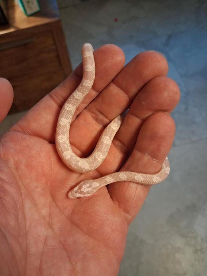 Ruilen: snow rattenslang nk '25, Dieren en Toebehoren, Reptielen en Amfibieën, Slang, 0 tot 2 jaar, Tam