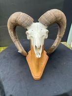 Prachtige mouflon schedel met hoorns, Verzamelen, Ophalen of Verzenden, Zo goed als nieuw, Schedel