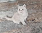 Brits/Britse korthaar kittens jongen en meisje met stamboom, Dieren en Toebehoren, Gechipt