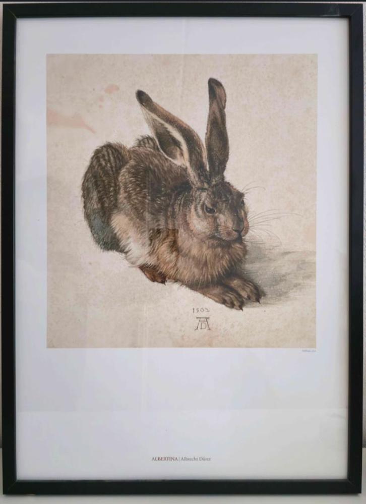 Albrecht Dürer Junger Hase Albertina Museum Wien (NIEUW), Huis en Inrichting, Woonaccessoires | Schilderijen, Tekeningen en Foto's