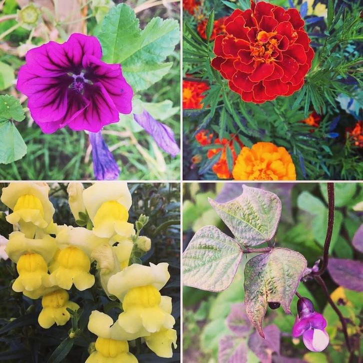 BIO zaden van targettes uit eigen moestuin, Tuin en Terras, Bloembollen en Zaden, Volle zon, Ophalen of Verzenden