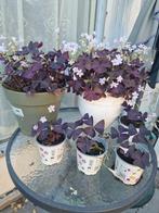 Klavertje drie plantjes, Tuin en Terras, Planten | Tuinplanten, Volle zon, Groenteplanten, Eenjarig, Ophalen of Verzenden
