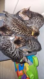 x raskitten opzoek naar een goed tehuis, Dieren en Toebehoren, Katten en Kittens | Overige Katten, Meerdere dieren, Kortharig