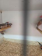 Diverse vogels zaterdag geopend, Dieren en Toebehoren, Vogels | Overige Vogels, Meerdere dieren, Tropenvogel