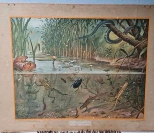 Oude schoolplaat in Sloot en plas van M.A Koekoek, Antiek en Kunst, Antiek | Schoolplaten, Natuur en Biologie, Ophalen