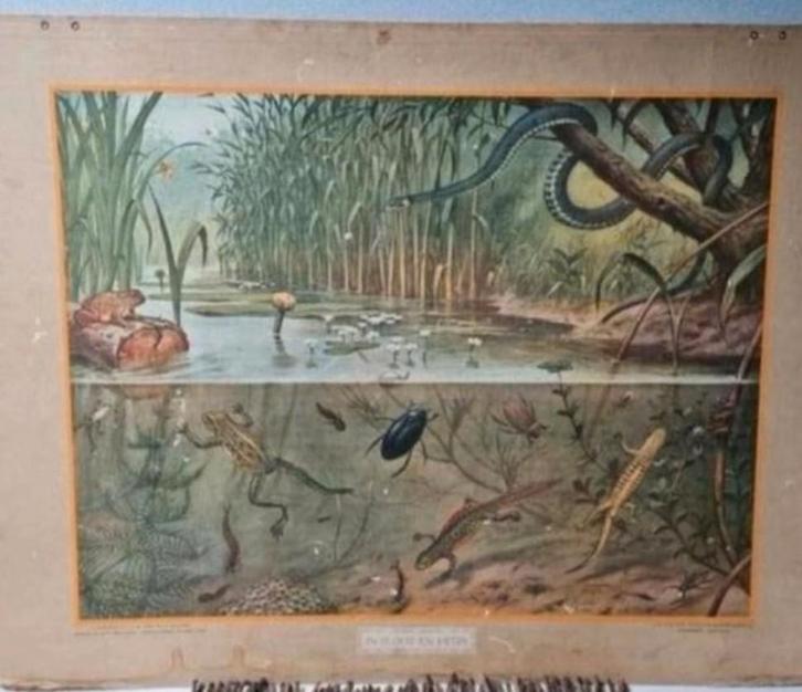 Oude schoolplaat in Sloot en plas van M.A Koekoek, Antiek en Kunst, Antiek | Schoolplaten, Natuur en Biologie, Ophalen