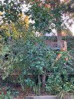 Seringen, Tuin en Terras, Planten | Struiken en Hagen, Ophalen of Verzenden, Overige soorten, Minder dan 100 cm