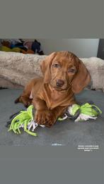 Teckel pup, Dieren en Toebehoren, Standaard, 8 tot 15 weken, Korthaar, Teef