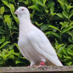 Suiven man te koop, Dieren en Toebehoren, Vogels | Duiven, Mannelijk, Overige soorten