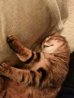 Kater, Kater