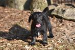 4 (nog twee) Mega leuke YorkiePoo x Teckel/Shihtzu, Nederland, Overige rassen, CDV (hondenziekte), 8 tot 15 weken
