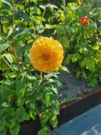 Dahlia Golden Scepter Knol, Ophalen of Verzenden, Voorjaar, Volle zon, Knol
