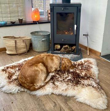 Mouflon schapenvacht hond honden puppy hondenmand vacht beschikbaar voor biedingen