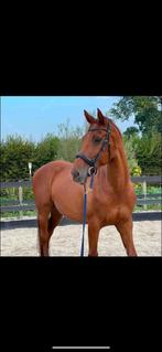 Bijrijder gezocht., Dieren en Toebehoren, Paarden en Pony's | Overige Paardenspullen, Ophalen, Nieuw, Dressuur