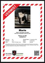 POES VERMIST!! Omgeving MAASDIJK/WESTLAND, Kat