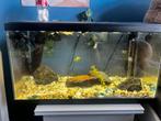 Aquarium 60x33x30 MET GUPPEN, Dieren en Toebehoren, Vissen | Aquaria en Toebehoren, Ophalen, Gevuld zoetwateraquarium