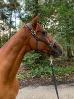 Super lieve 7 jarige ruin, Dieren en Toebehoren, Paarden, Gechipt, Ruin, 7 tot 10 jaar, Recreatiepaard