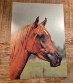Mooi portret bruin paard met blonde manen, Verzenden, 1980 tot heden, Gelopen, Paard