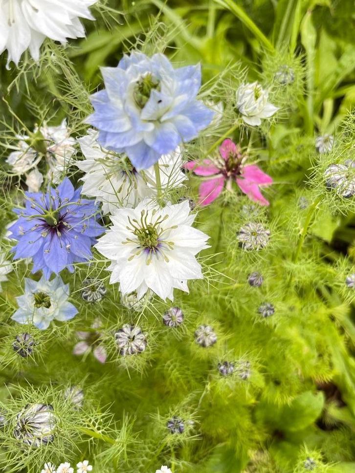 Zaden Juffertje in’t groen, Tuin en Terras, Bloembollen en Zaden, Zaad, Volle zon, Ophalen of Verzenden
