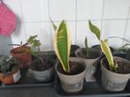 stekjes kamerplant, Ophalen, Overige soorten, Minder dan 100 cm