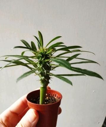 Madagascar Palm, Pachypodium Lamerei beschikbaar voor biedingen