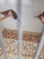 Spitstaarten, Meerdere dieren