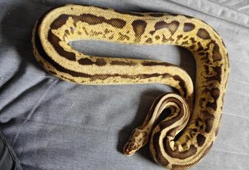 0.1 Leo Firefly Python regius  beschikbaar voor biedingen