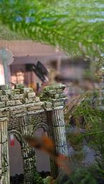 Endler baby guppies, Dieren en Toebehoren, Vissen | Aquariumvissen, Vis