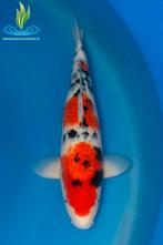 075 Sanke, Dieren en Toebehoren, Vissen | Vijvervissen, Karper of Koi