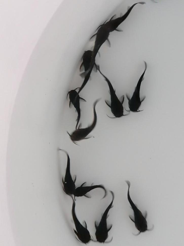 Meerval, jonge vissen, aquarium /vijver., Dieren en Toebehoren, Vissen | Aquariumvissen, Vis